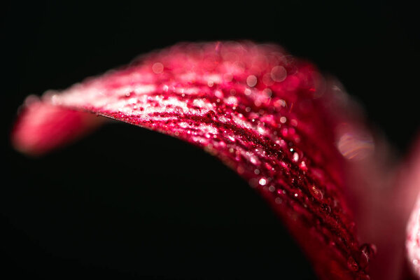 close up view of red lily flower petal with water drops isolated on black