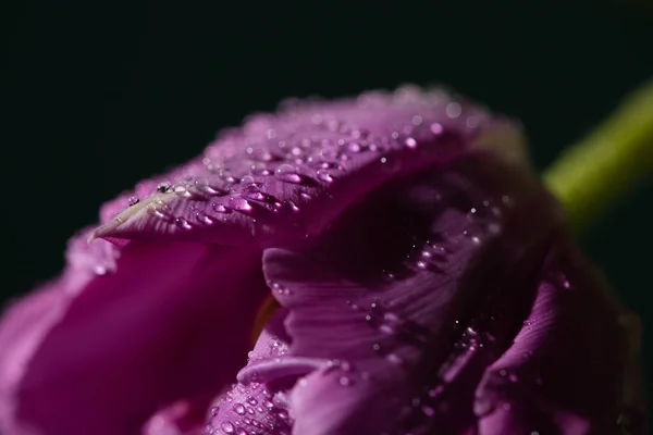 Vista Perto Tulipa Violeta Com Gotas Água Isoladas Preto — Fotografia de Stock