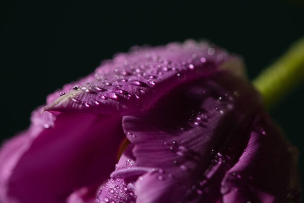 close up view of violet tulip with water drops isolated on black