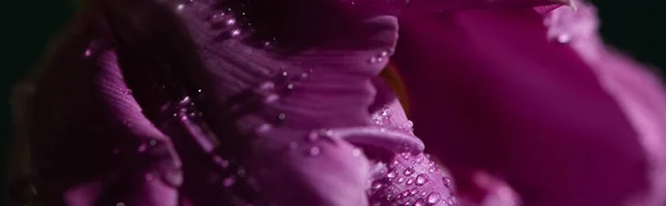 Vista Cerca Del Tulipán Violeta Con Gotas Agua Plano Panorámico —  Fotos de Stock