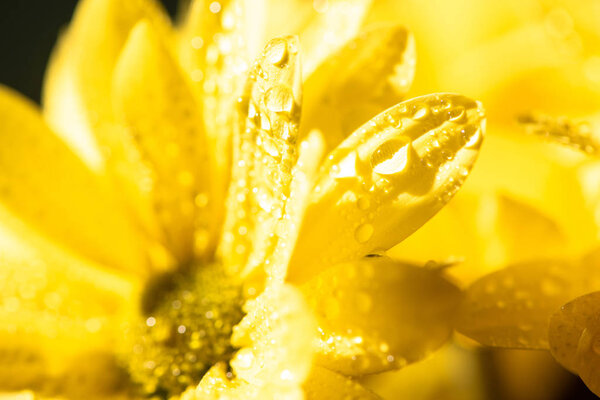 close up view of yellow daisy with water drops