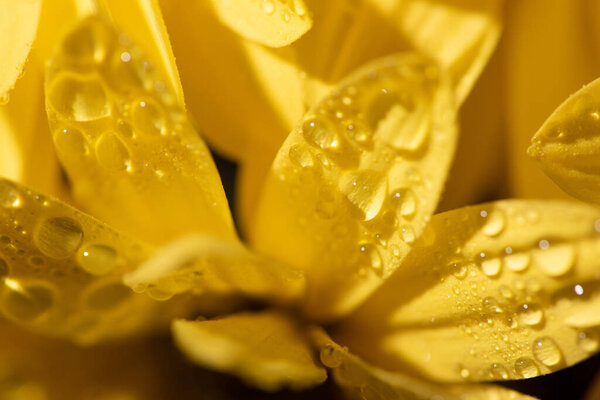 close up view of yellow daisy with water drops on petals