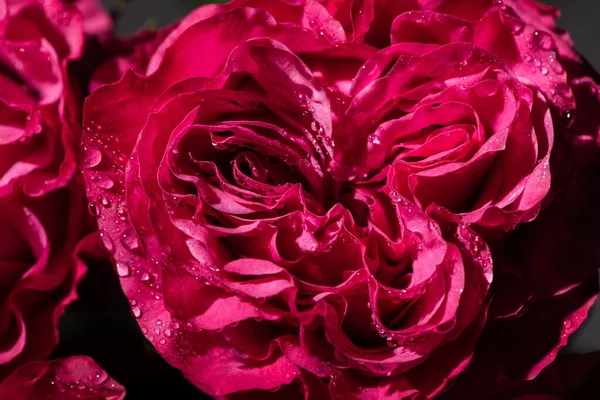close up view of red roses with water drops