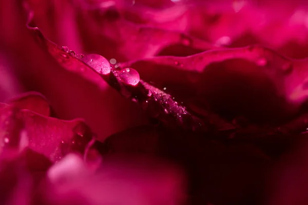 Vista Cerca Rosa Roja Con Gotas Agua Sobre Pétalos —  Fotos de Stock