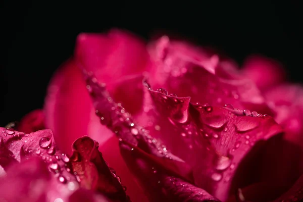 红玫瑰近景 花瓣上有水滴 与黑色隔离 — 图库照片