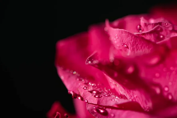 Vista Perto Rosa Vermelha Com Gotas Água Pétalas Isoladas Preto — Fotografia de Stock