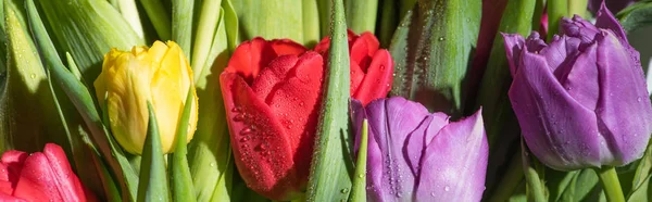 Csokor Színes Tavaszi Tulipán Vízcseppekkel Panorámás Felvétel — Stock Fotó