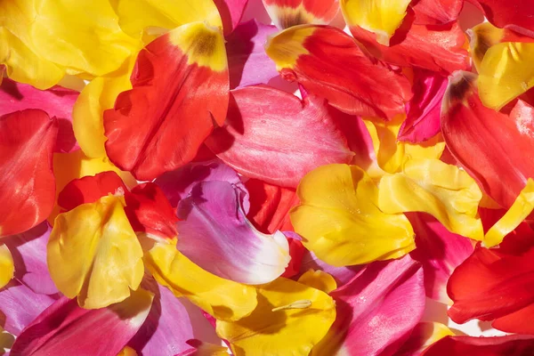 多色チューリップの花びらのトップビュー — ストック写真