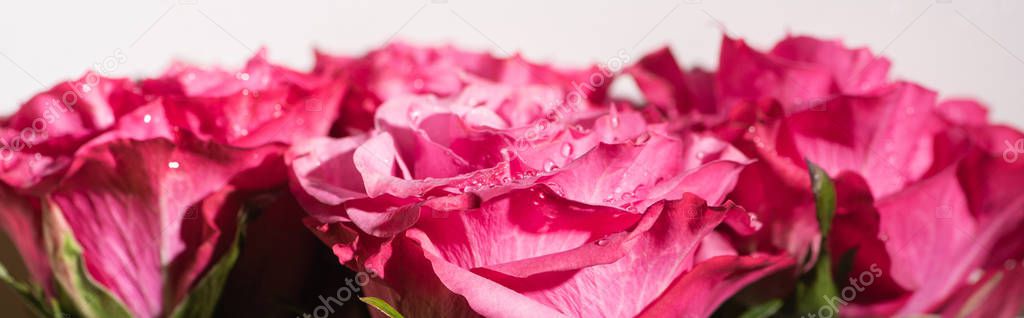 close up view of pink roses with water drops isolated on white, panoramic shot