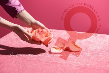 Kırpılmış, kadife kumaşın üzerinde gül yaprakları tutan kadın görüntüsü. Pembe, uluslararası kadınlar gününde izole edilmiş.