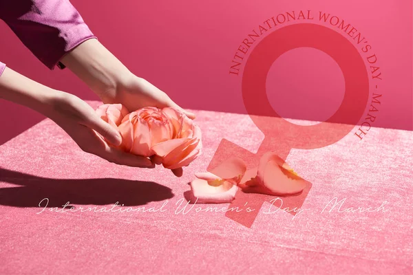 Cropped View Woman Holding Rose Petals Velour Cloth Isolated Pink — Stock Photo, Image