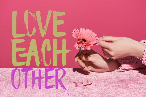 обрезанный вид женщины, собирающей лепестки герберы на велюровой ткани изолированы на розовый, любят друг друга иллюстрации
