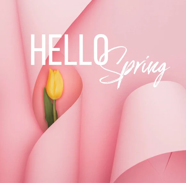 Top View Yellow Tulip Paper Swirls Pink Background Hello Spring — Stock Photo, Image