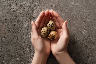 Gri beton arka planda bıldırcın yumurtası tutan kadının kısmi görüntüsü