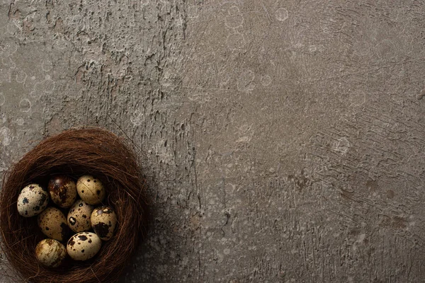 Top View Quail Eggs Nest Grey Concrete Background — Stock Photo, Image