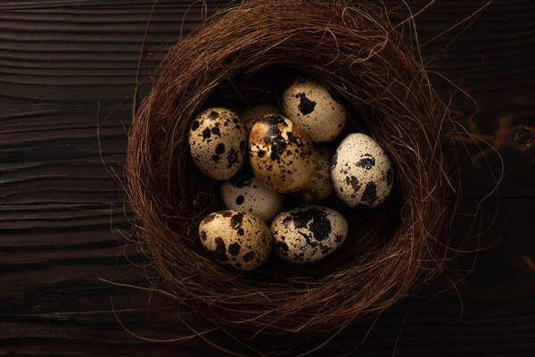 top view of quail eggs in nest on brown wooden surface