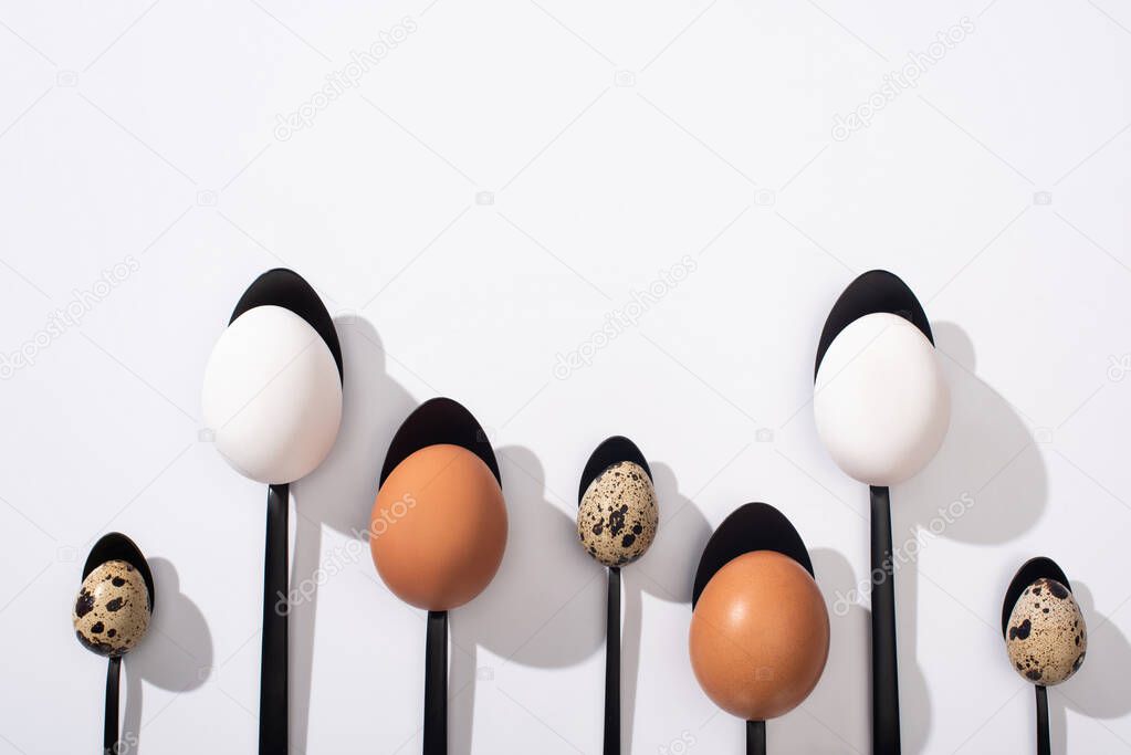 top view of quail eggs, white and brown chicken eggs on black spoons on white background