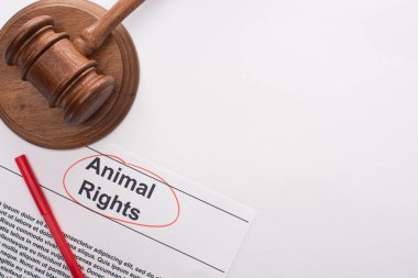 top view of judge gavel, animal rights inscription and red felt pen on white background clipart