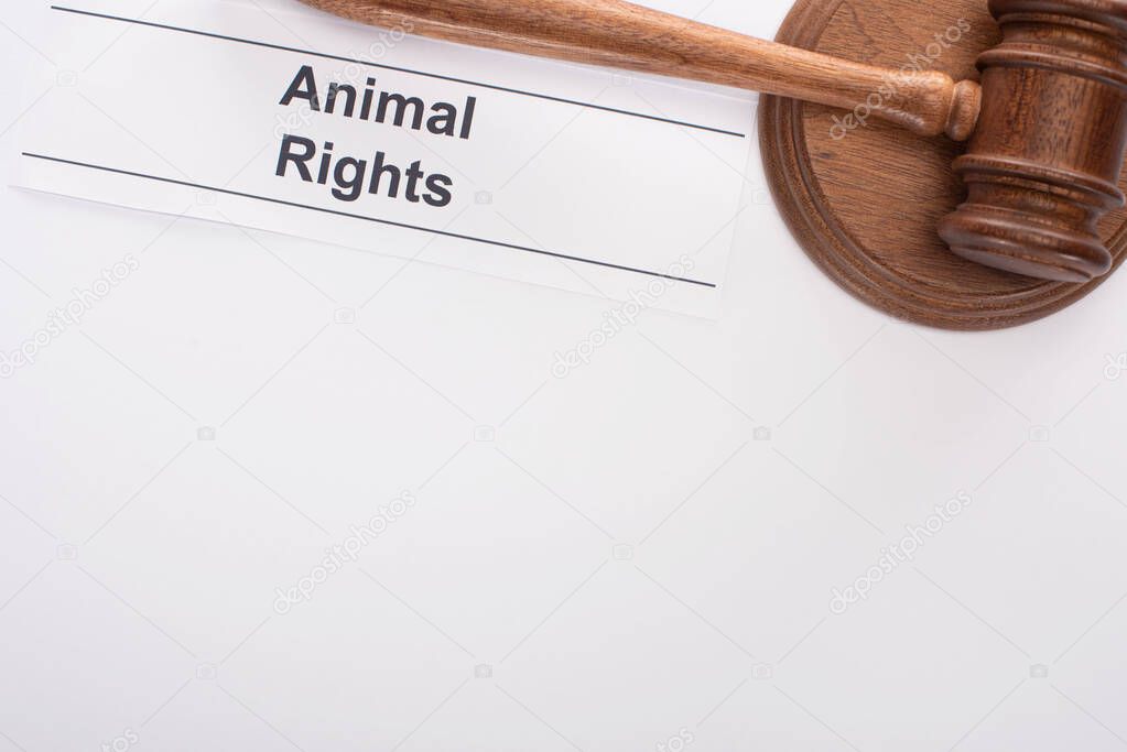 top view of judge gavel and animal rights inscription on white background