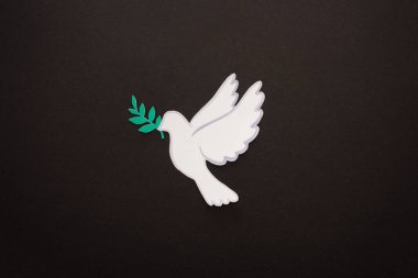 top view of white dove as symbol of peace on black background clipart