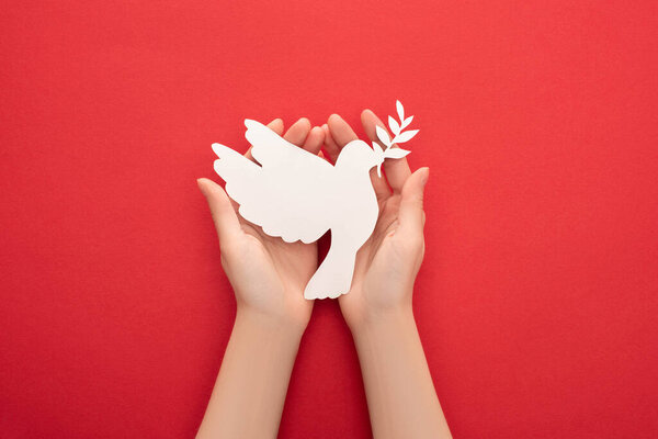 cropped view of woman holding white dove as symbol of peace in hands on red background