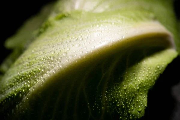 Vista Cerca Hoja Col Fresca Húmeda Aislada Negro — Foto de Stock