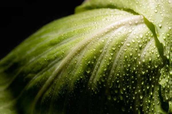 用黑色隔离开的湿鲜卷心菜叶的近景 — 图库照片