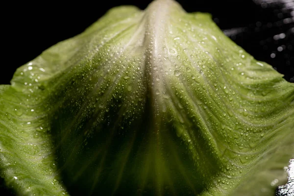 Close View Wet Green Cabbage Leaf Black — Stock Photo, Image