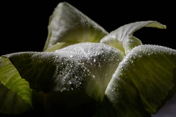 Close View Wet Green Cabbage Isolated Black — Stock Photo, Image