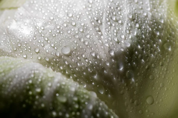 Close View Wet Green Cabbage Leaf — Stock Photo, Image
