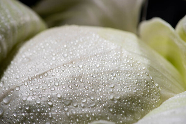 close up view of wet fresh cabbage leaf