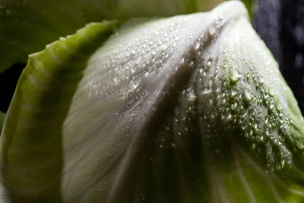 Close View Wet Green Cabbage Leaf — Stock Photo, Image