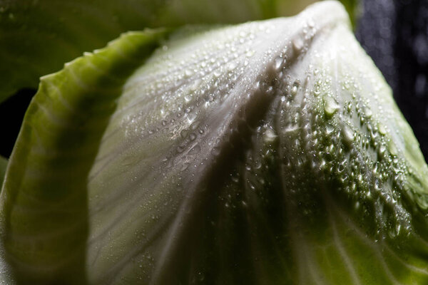 close up view of wet green cabbage leaf