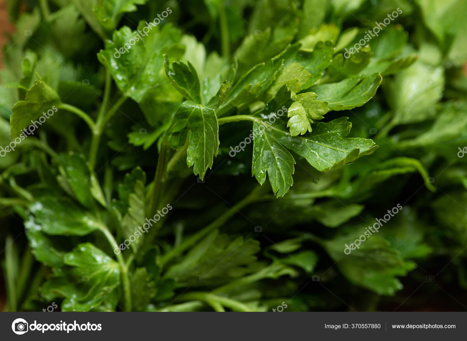 Close View Fresh Green Parsley Stock Photo by ©VadimVasenin 370557880