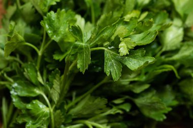 close up view of fresh green parsley clipart
