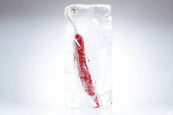 Chili pepper in melting ice — Stock Photo