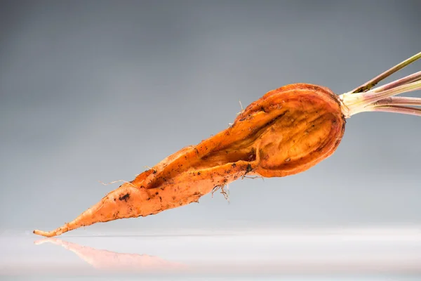 Old rotten carrot on reflective surface — Stock Photo