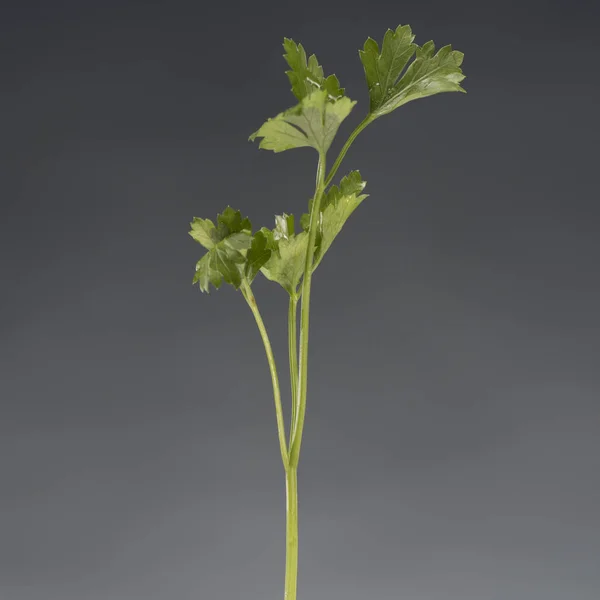Branch of healthy ripe parsley — Stock Photo