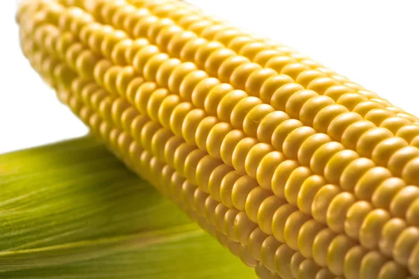 Mazorcas de maíz crudas - foto de stock