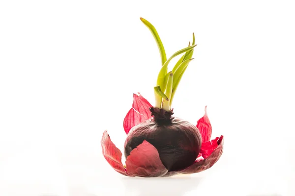 Cebolla roja - foto de stock