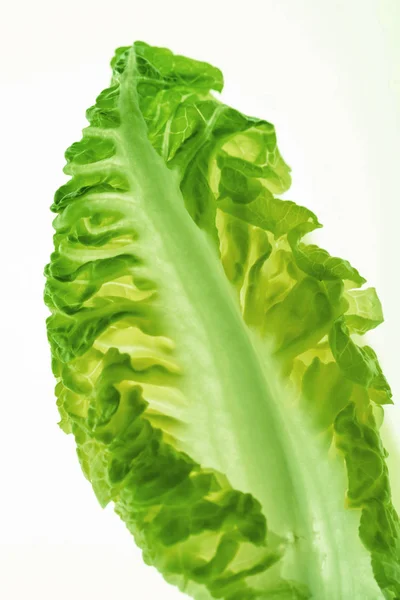 Healthy lettuce leaf — Stock Photo