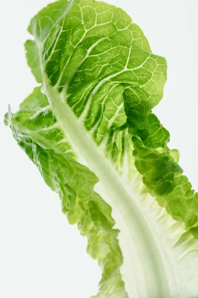 Healthy lettuce leaf — Stock Photo