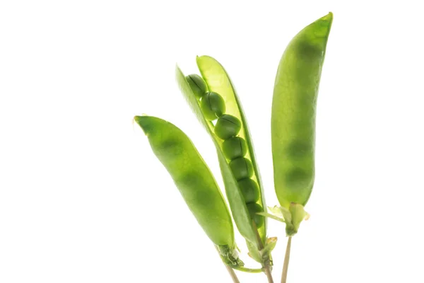 Schöne Komposition mit Erbsenschoten — Stockfoto