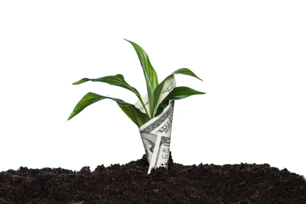 Plante couverte avec dollar — Photo de stock