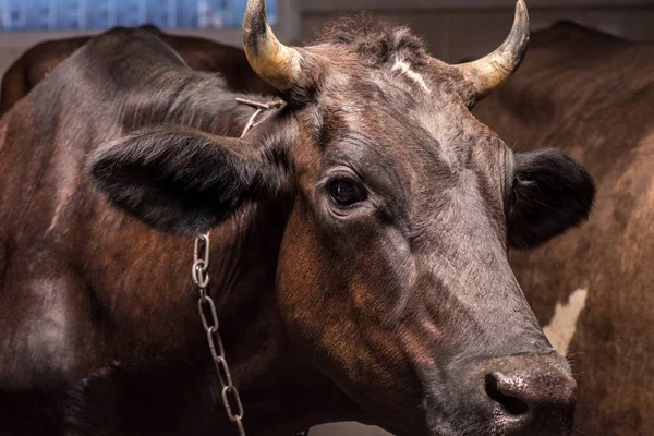 Vache brune en stalle — Photo de stock