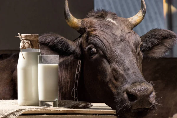Vaca y leche en vaso - foto de stock