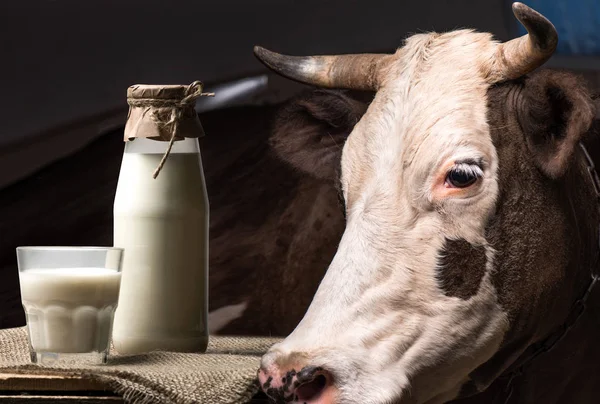 Vaca y leche en vaso - foto de stock