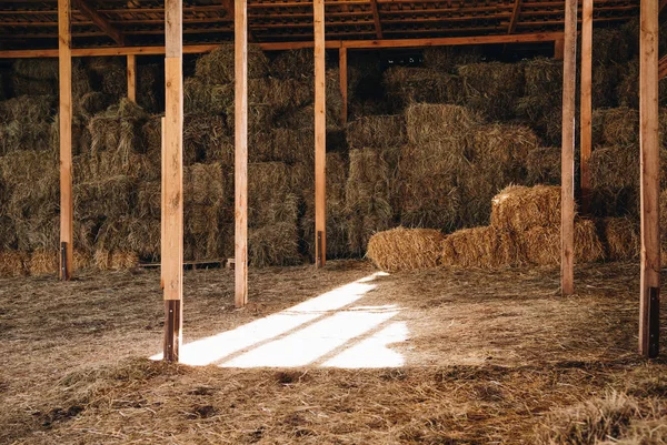 Hay in stall — Stock Photo