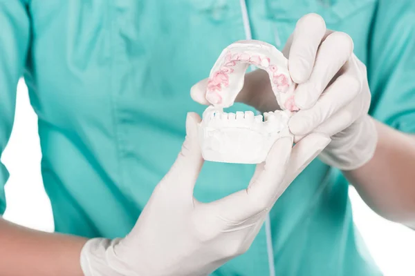 Jaw model — Stock Photo