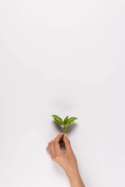 Mão segurando folha de hortelã — Fotografia de Stock